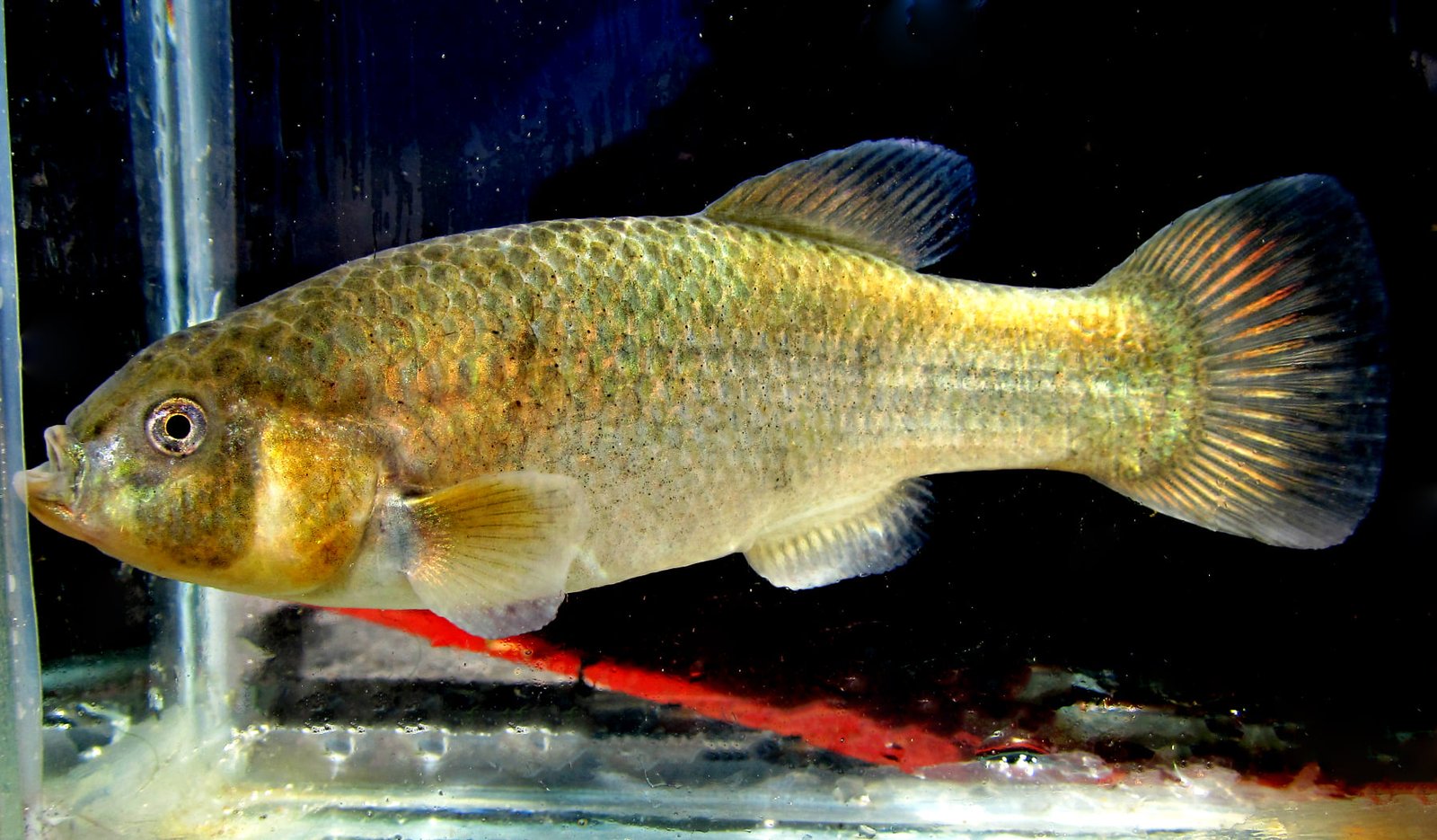 Close-up of an Orestias killifish (Orestias multiporis) collected from the rivers of Lake Titicaca, Peru, showing its golden scales and fin detail. Photo credit: Junior Chuctaya.