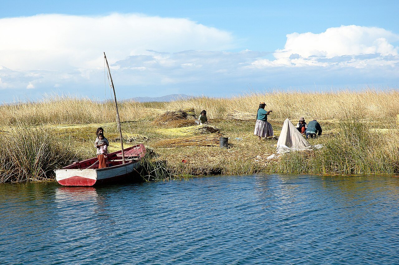 Uros people on Lake Titicaca harvesting totora reeds used to build and maintain floating islands, with a wooden boat anchored by the shore. Photo credit: Christophe Meneboeuf.