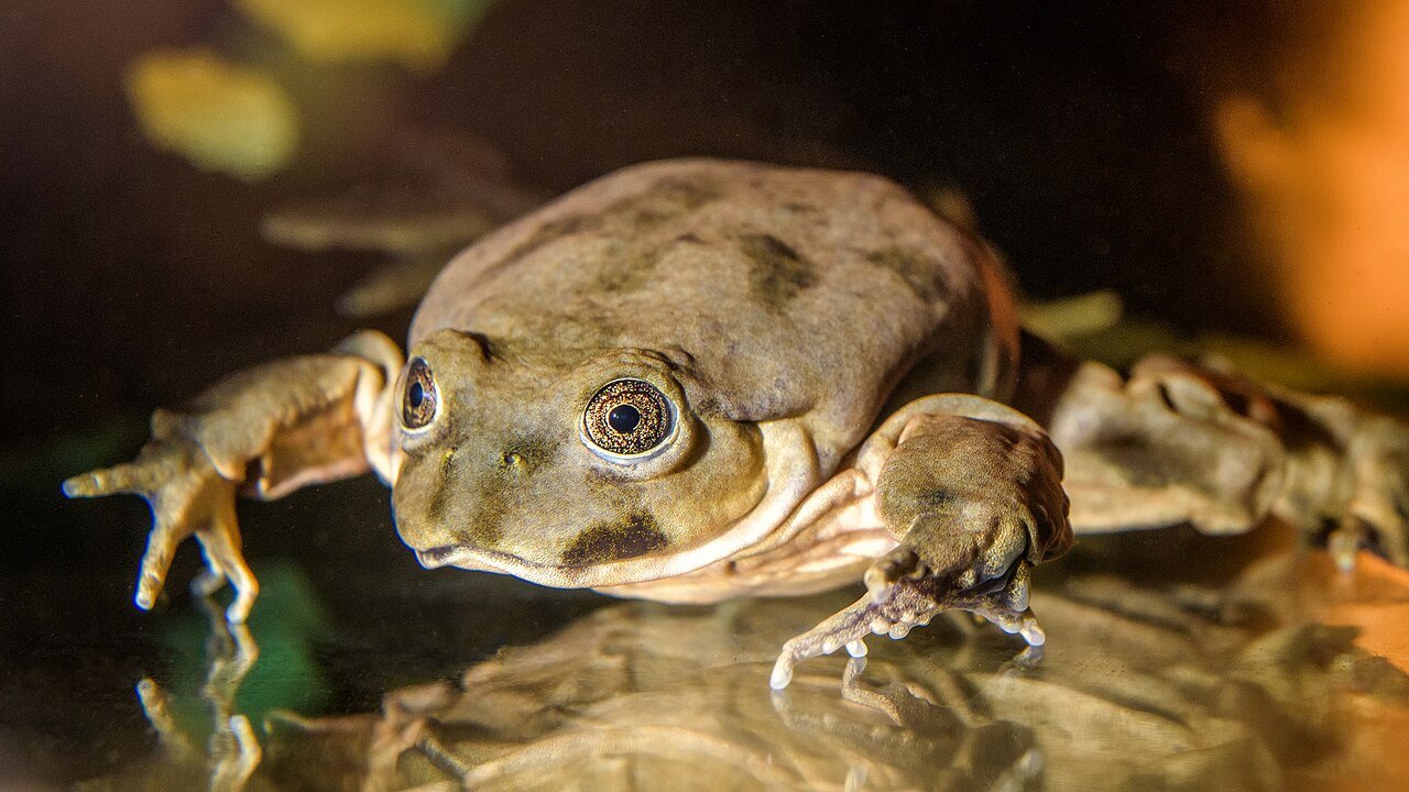 Close-up of the Titicaca water frog (Telmatobius culeus), showing its loose, baggy skin that allows it to absorb oxygen in the high-altitude waters of Lake Titicaca. Photo credit: Zoo Praha.
