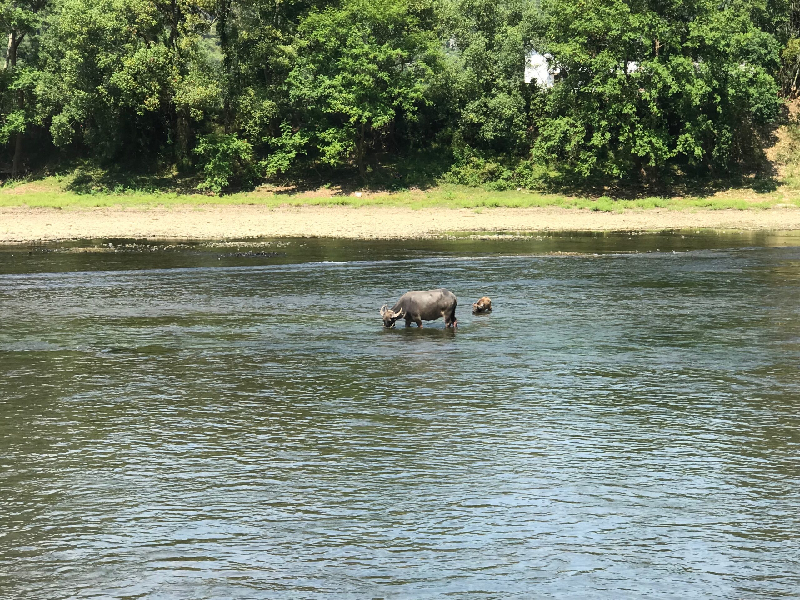 Water buffalo and calf wading in the Li River near the shore, grazing on aquatic plants in the clear waters.