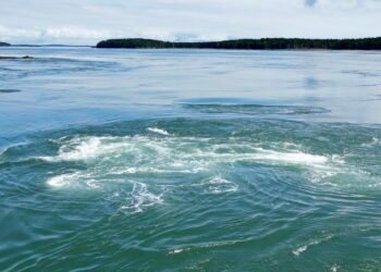 A close-up view of the swirling surface waters of the Old Sow Whirlpool in the Western Passage, framed by calm Bay of Fundy waters and forested islands in the distance.