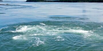 A close-up view of the swirling surface waters of the Old Sow Whirlpool in the Western Passage, framed by calm Bay of Fundy waters and forested islands in the distance.