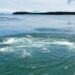 A close-up view of the swirling surface waters of the Old Sow Whirlpool in the Western Passage, framed by calm Bay of Fundy waters and forested islands in the distance.
