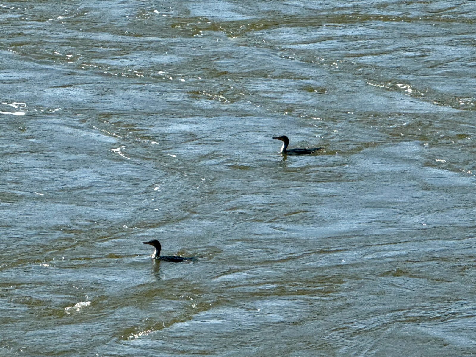Two dark-feathered cormorants swimming in the churning, fast-moving water of the Reversing Falls at high tide on the Saint John River.