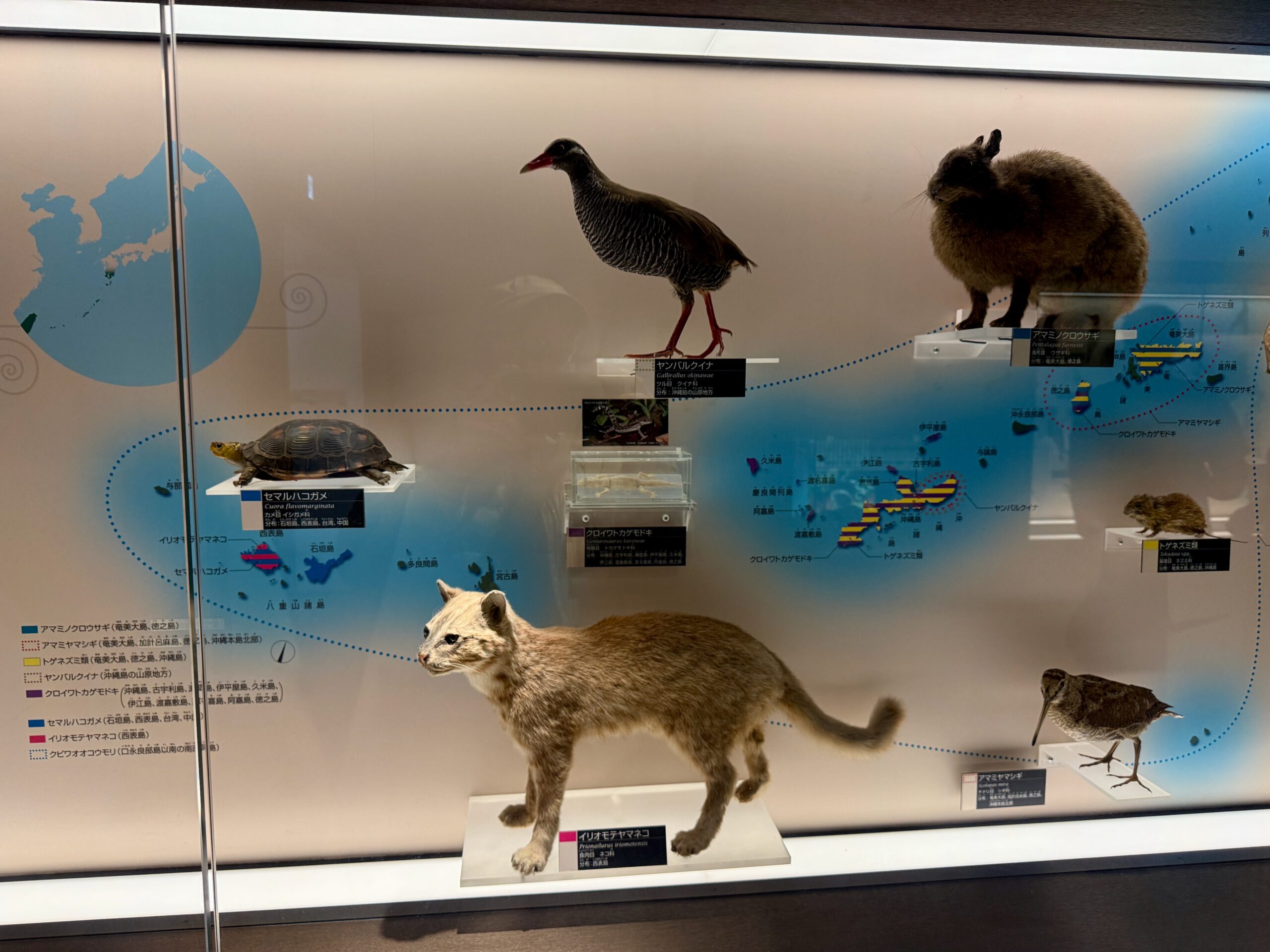 Diorama at the National Museum of Nature and Science Tokyo showing rare species from southern Japan: Iriomote cat, yellow-margined box turtle, and Okinawa rail.