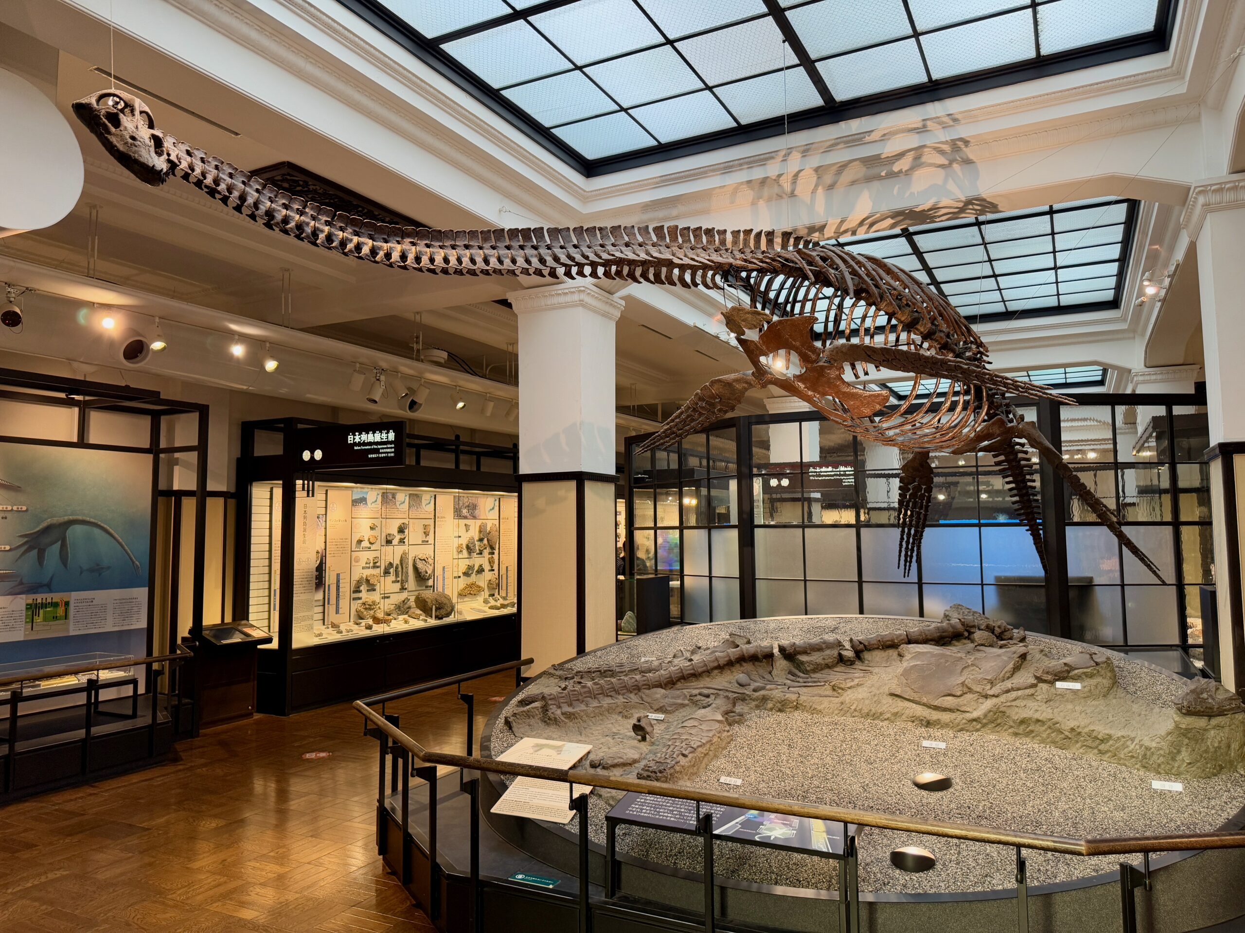 Plesiosaurus fossil skeleton displayed at the National Museum of Nature and Science Tokyo, showcasing prehistoric marine life.