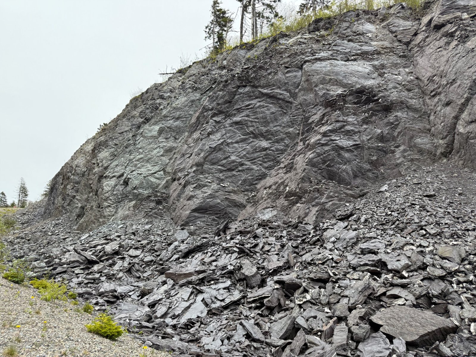 Basalt road cut with white quartz veins on the Fundy Trail Parkway