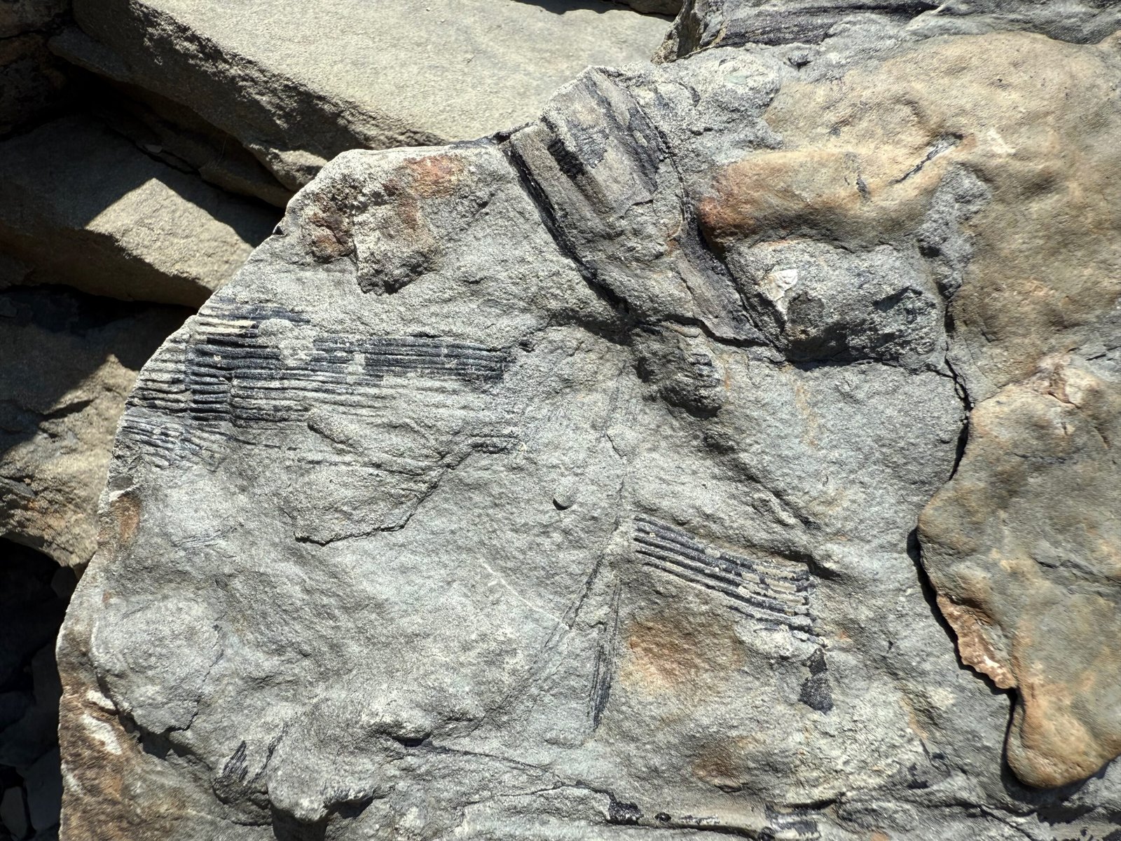 Close-up of a Calamites fossil with ribbed, segmented impressions of its hollow stem running horizontally and diagonally across the rock surface.