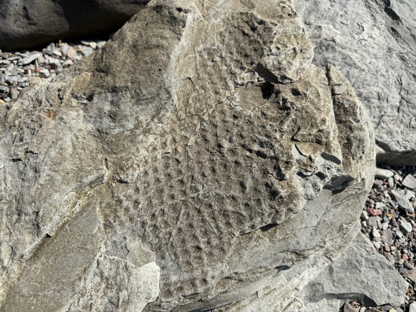 Close-up of a Lepidodendron bark fossil with a regular, diamond-shaped leaf scar pattern impressed in the rock, discovered at Joggins Fossil Cliffs.