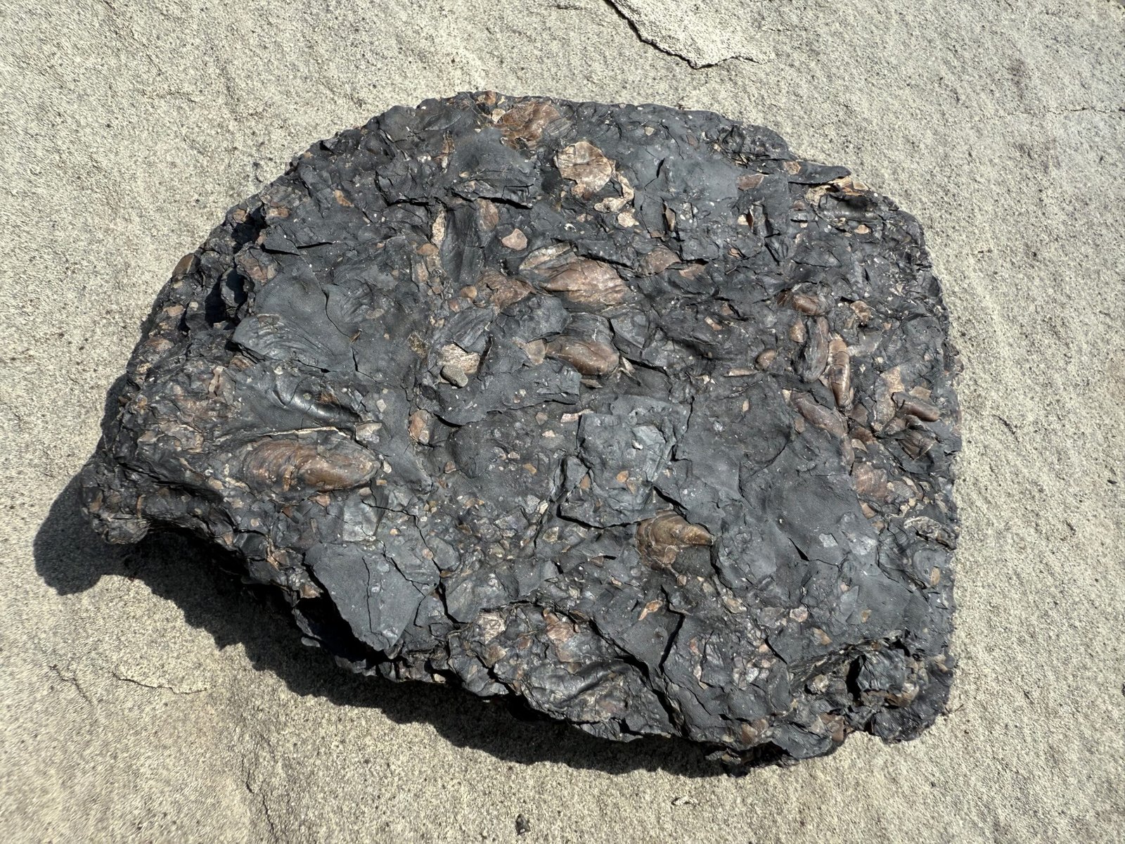 Close-up of small, shiny Carbonicola bivalve fossils scattered through a dark, coal-like shale matrix, discovered at Joggins Fossil Cliffs.