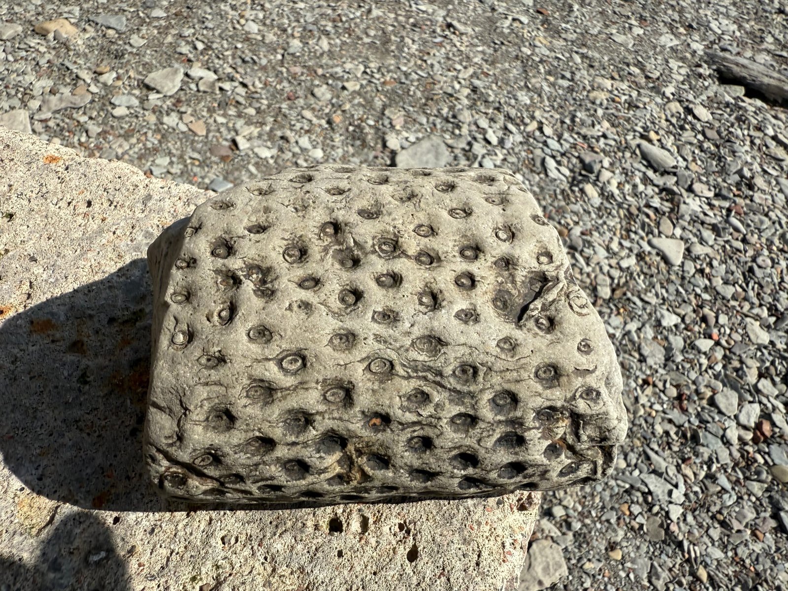 Close-up of a Stigmaria fossil showing a knobby surface covered in round scars from rootlets, discovered at Joggins Fossil Cliffs.