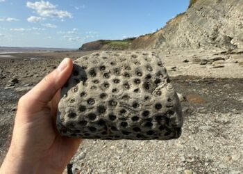 A hand holding a Stigmaria fossil with circular rootlet scars, with the Joggins Fossil Cliffs and Bay of Fundy in the background.