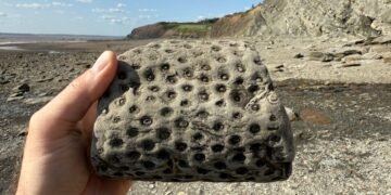 A hand holding a Stigmaria fossil with circular rootlet scars, with the Joggins Fossil Cliffs and Bay of Fundy in the background.