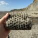 A hand holding a Stigmaria fossil with circular rootlet scars, with the Joggins Fossil Cliffs and Bay of Fundy in the background.