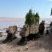 Visitors walking beneath the rock formations at Hopewell Rocks during the Hopewell Rocks tides at low tide, with the Bay of Fundy in the background.