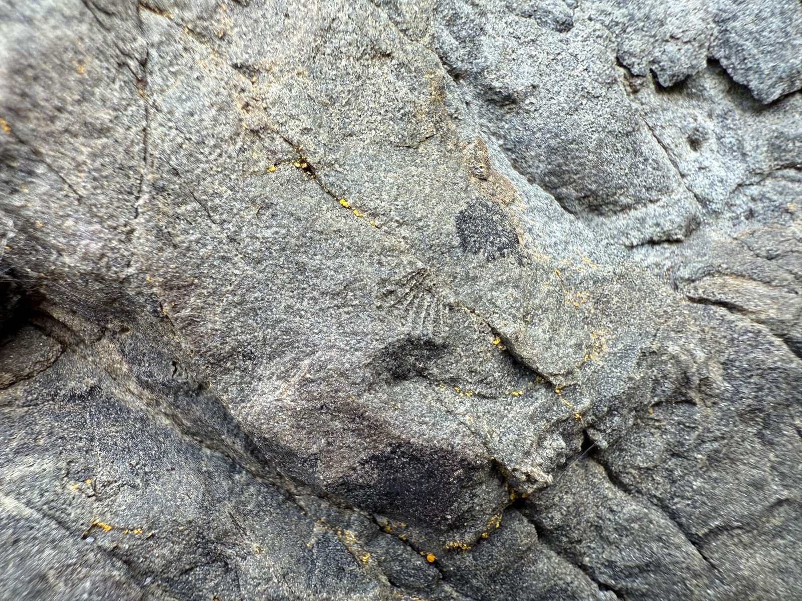 Crow Island fossils - weathered bivalve embedded in bedrock on the east side of the island in New Brunswick.