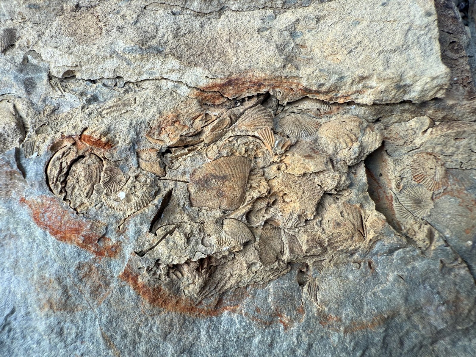 Crow Island fossils - multiple fossilized shells of Silurian brachiopods preserved in bedrock on Crow Island, New Brunswick.