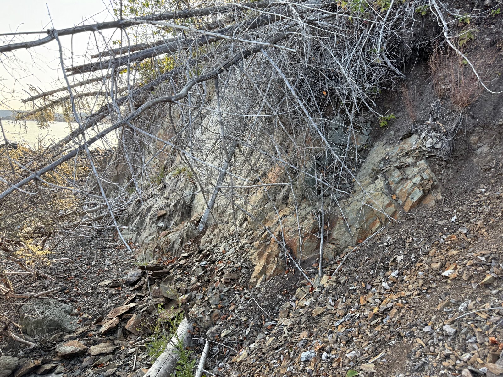 The spot where I uncovered the “motherlode” of Crow Island fossils - a rocky outcrop with loose fossil-bearing slabs beneath, and dead trees leaning over from the island’s forested top.