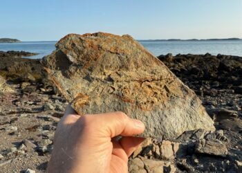 Fossil hunting Back Bay, New Brunswick - fossil-rich rock held up on Crow Island with Bay of Fundy shoreline in the background.