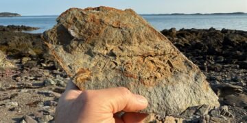 Fossil hunting Back Bay, New Brunswick - fossil-rich rock held up on Crow Island with Bay of Fundy shoreline in the background.