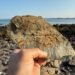 Fossil hunting Back Bay, New Brunswick - fossil-rich rock held up on Crow Island with Bay of Fundy shoreline in the background.