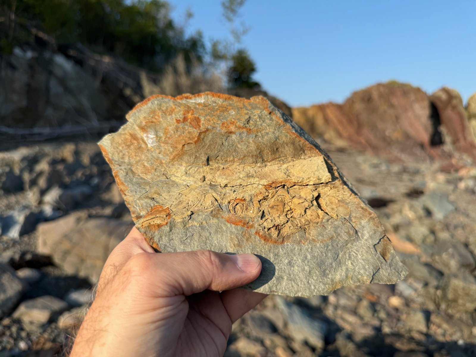 Hand holding a slab of Crow Island fossils with fossil-bearing bedrock in the background on Crow Island, New Brunswick.