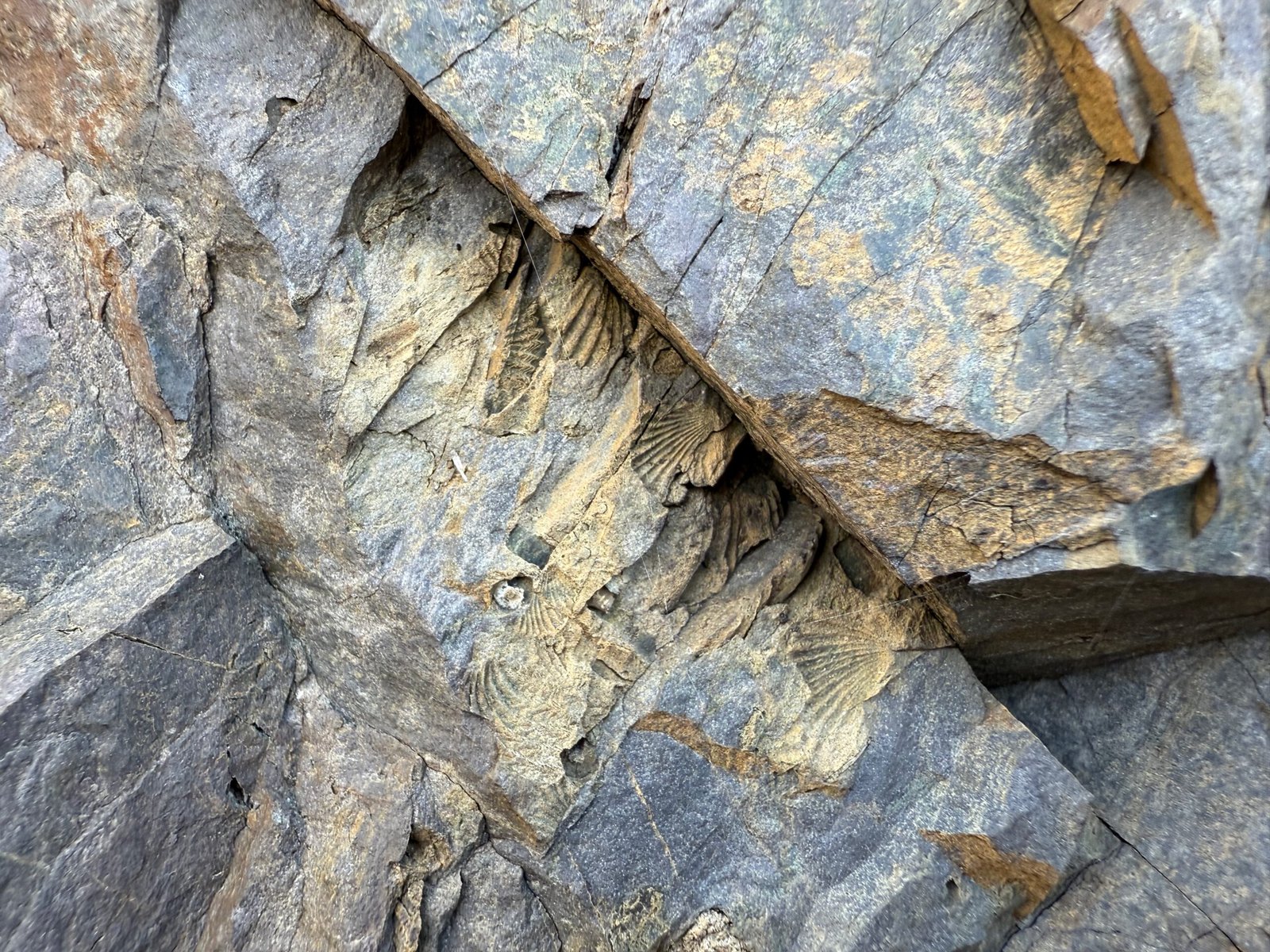 Crow Island fossils in bedrock at the “motherlode” location on Crow Island, New Brunswick, showing numerous Silurian brachiopod shells.