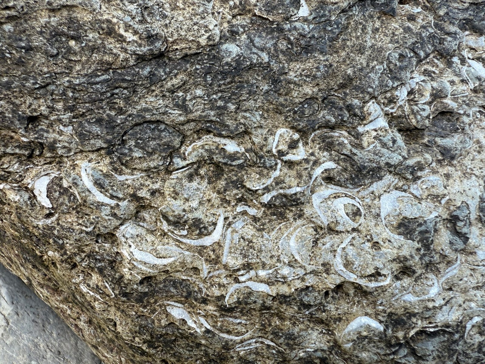 Close-up of fossilized shells in a glacial erratic on Crow Island, New Brunswick, contrasting with Silurian Crow Island fossils in bedrock.