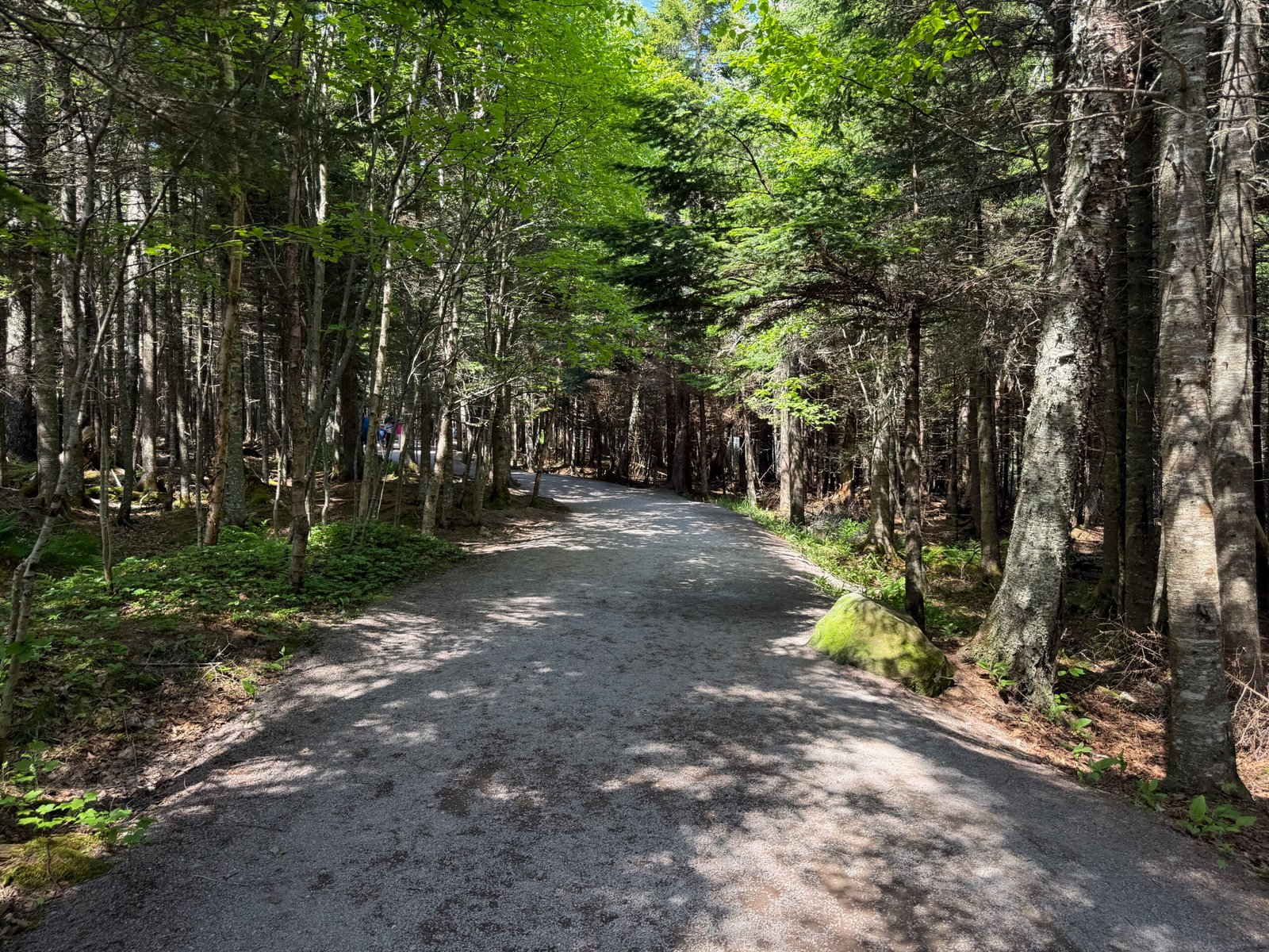 Forest path from the visitor centre to the beach stairs at Hopewell Rocks, surrounded by mixed coniferous and deciduous trees.