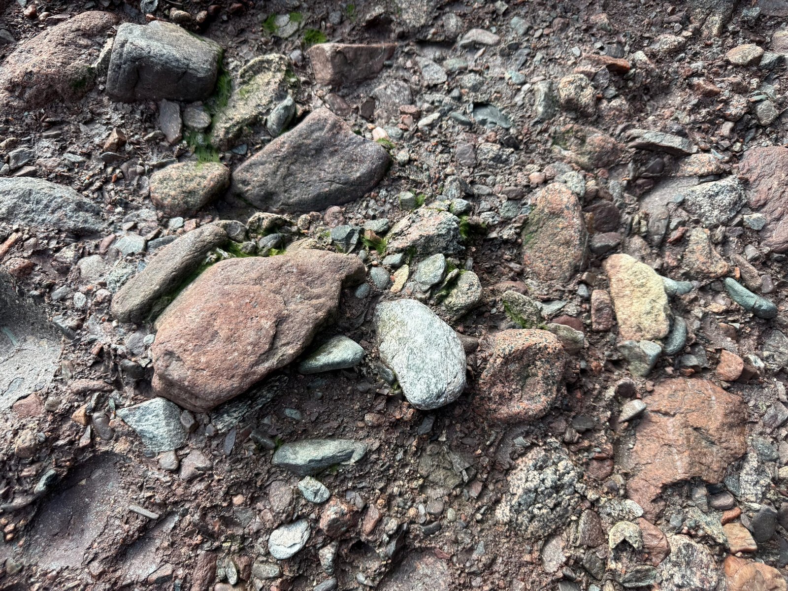 Close-up view of conglomerate rock at Hopewell Rocks, with embedded stones of varying sizes and colors formed in a prehistoric river delta.