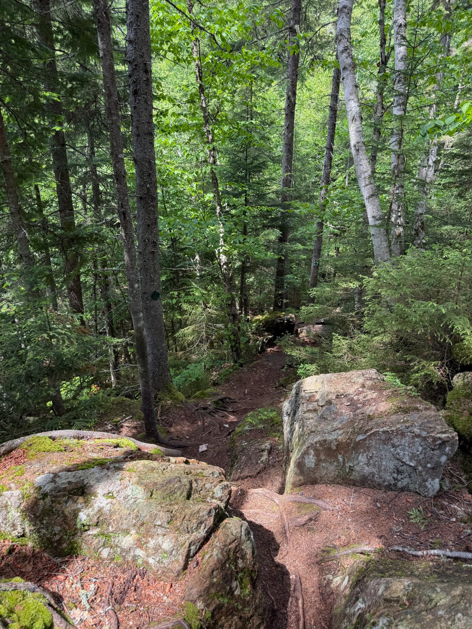 Rocky Mount Carleton Trail passing through dense Acadian forest in Mount Carleton Provincial Park, New Brunswick.