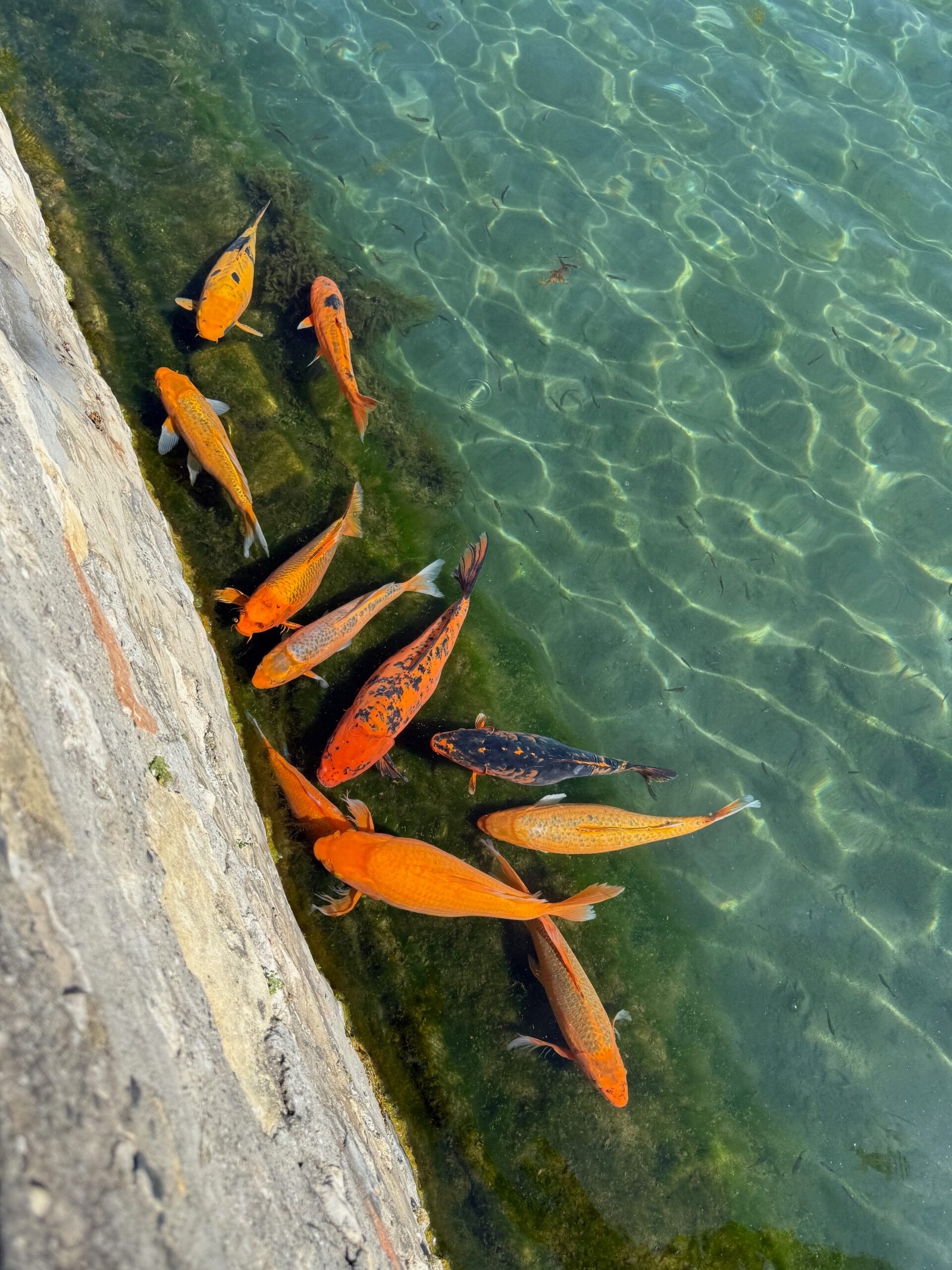 Koi swimming in a pond in Tapolca, Hungary, fed by the underground spring of Tapolca Lake Cave.