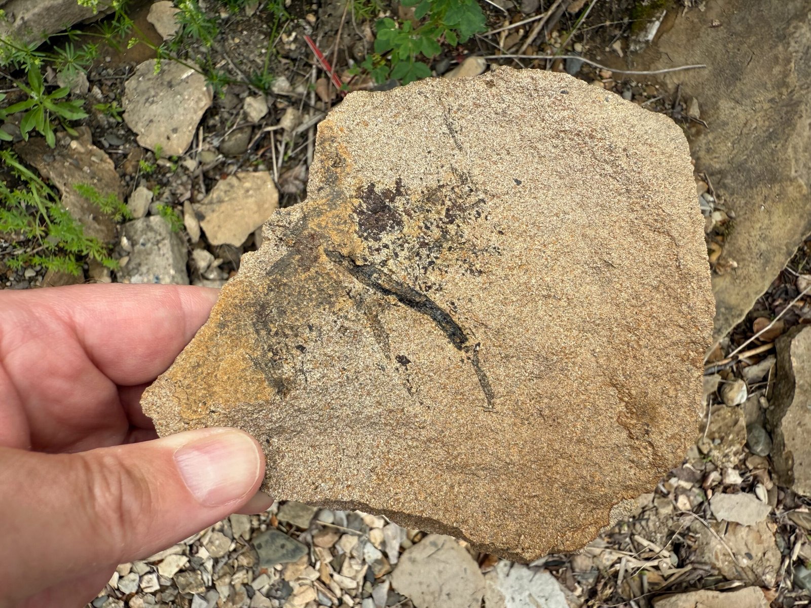 Devonian plant fossil - possibly Drepanophycus, discovered while fossil hunting Campbellton, New Brunswick.