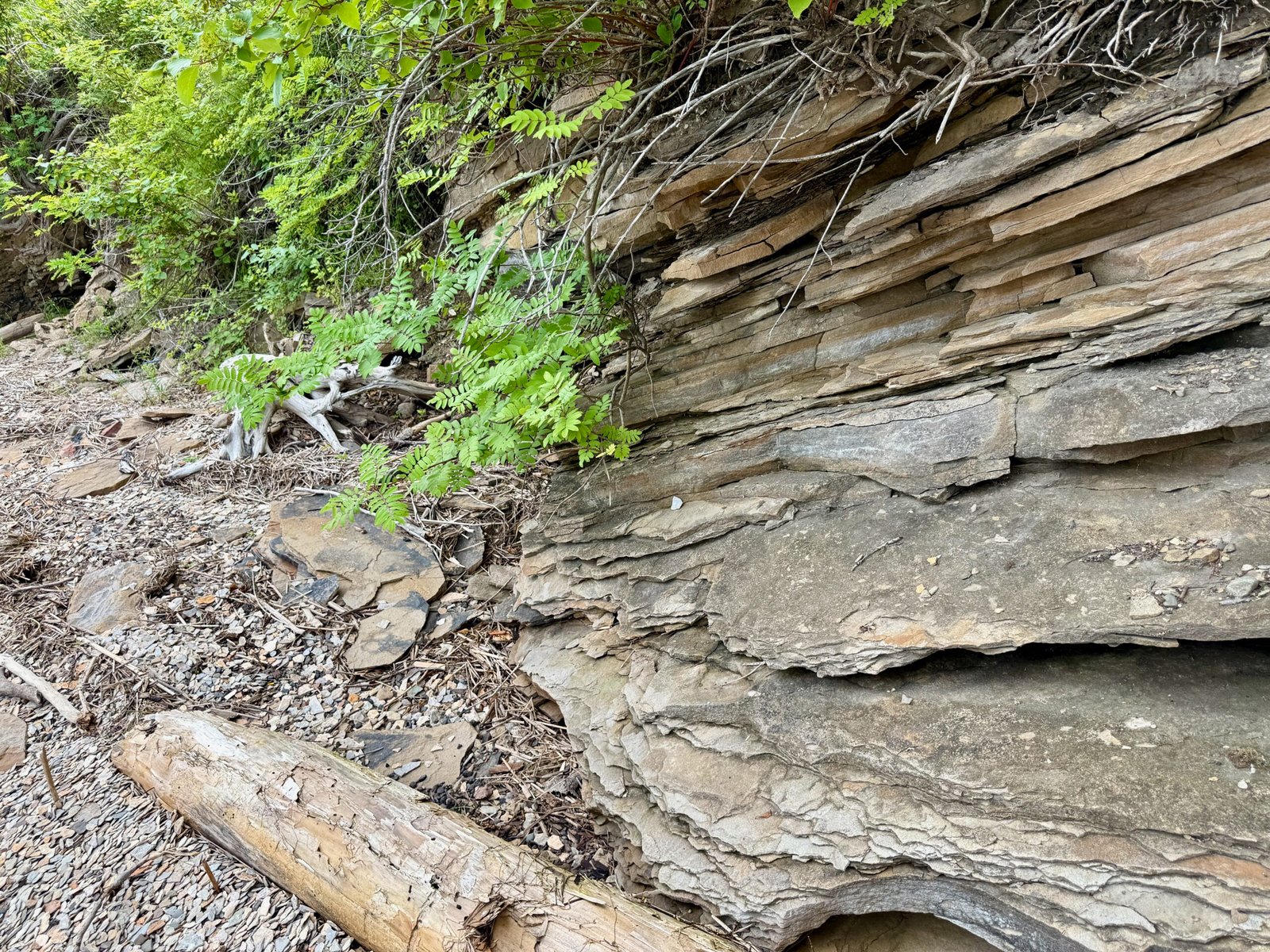 Shale and sandstone outcrops along the Restigouche River exposed at low tide during fossil hunting in Campbellton, New Brunswick.