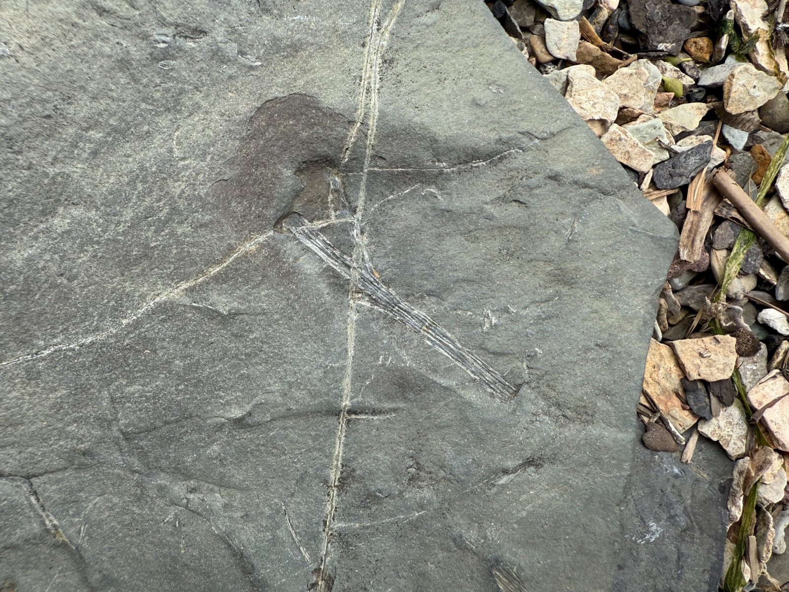 Possible Rhacophyton fossil showing frond-like structure discovered while fossil hunting Campbellton, New Brunswick.