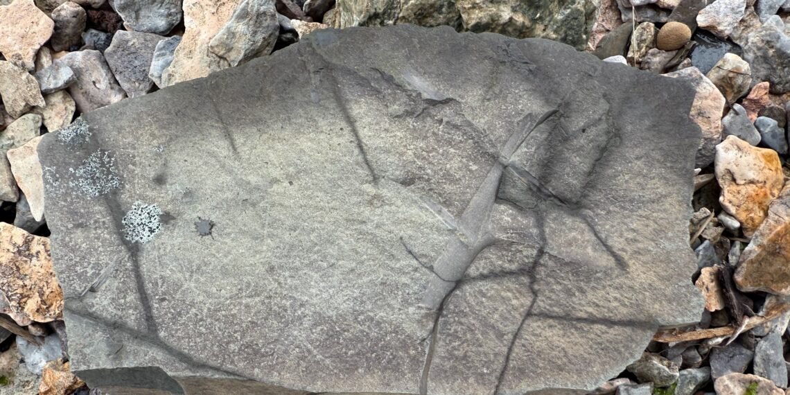 Possible Pertica quadrifaria fossil in shale slab found while fossil hunting Campbellton, New Brunswick.