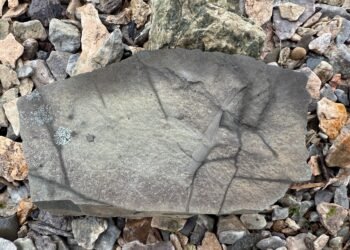 Possible Pertica quadrifaria fossil in shale slab found while fossil hunting Campbellton, New Brunswick.