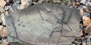 Possible Pertica quadrifaria fossil in shale slab found while fossil hunting Campbellton, New Brunswick.