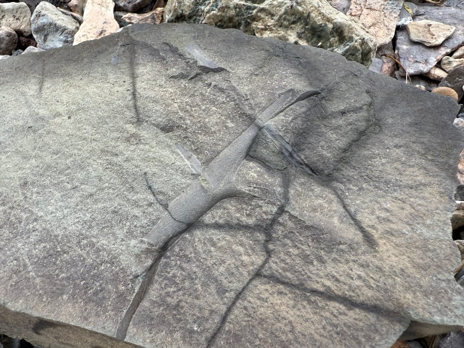 Devonian fossil of Pertica quadrifaria found during fossil hunting in Campbellton, New Brunswick, showing central stem and branching structure.