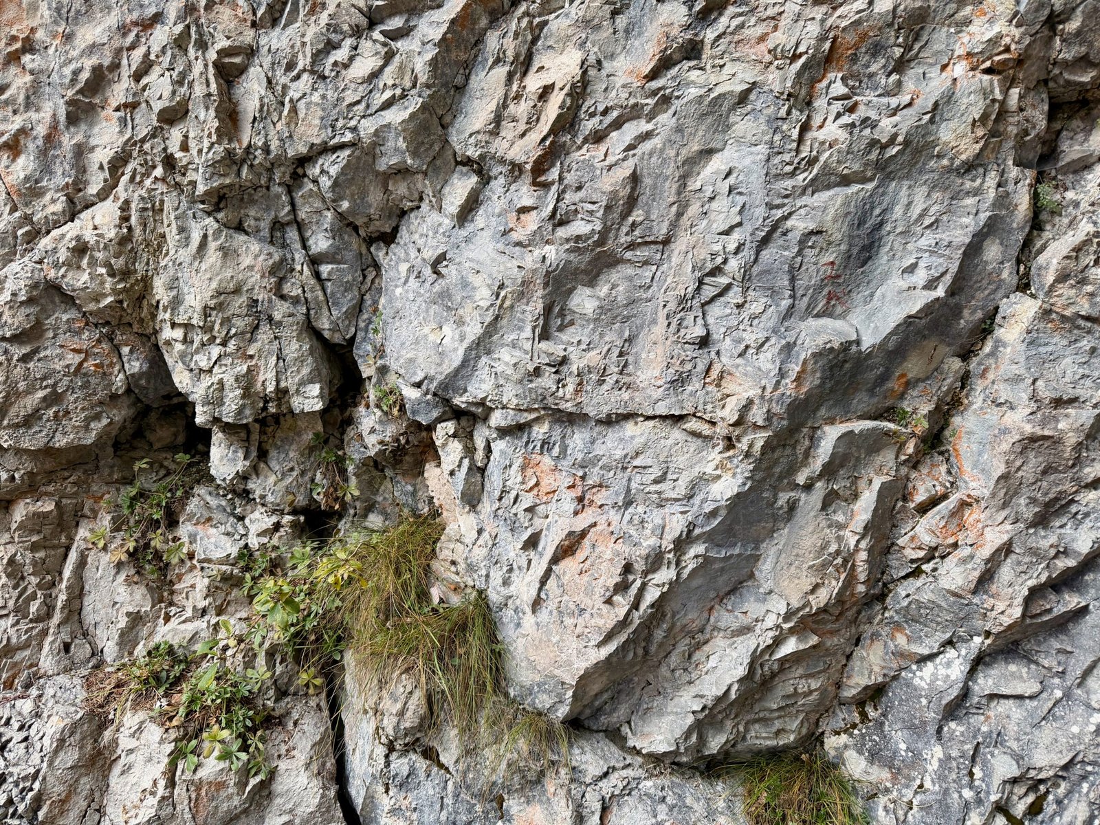 Close-up of Jurassic limestone along the trail to Neuschwanstein Castle, formed from ancient coral reefs around 200 million years ago.