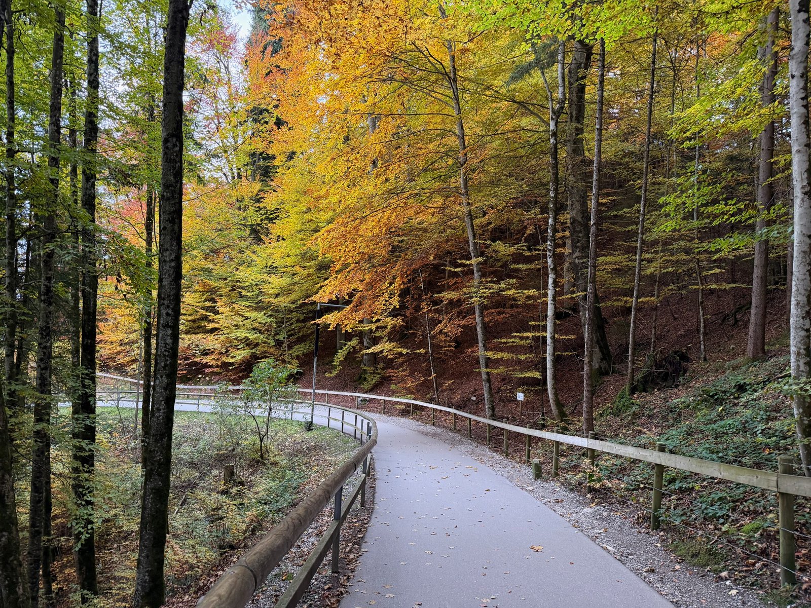 Autumn hiking trail to Neuschwanstein Castle and Marienbrücke viewpoint in the Bavarian Alps, lined with colourful trees.